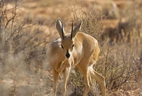 Steenbok - in dry grassland. Kalahari Desert