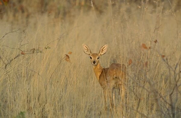 Steenbok - female in the evening