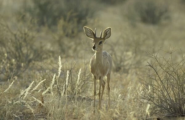 Steenbok - Male (Raphicerus campestris)