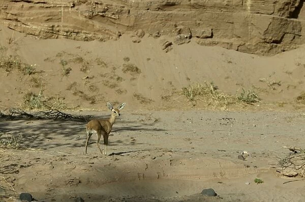 Steenbok Namibia