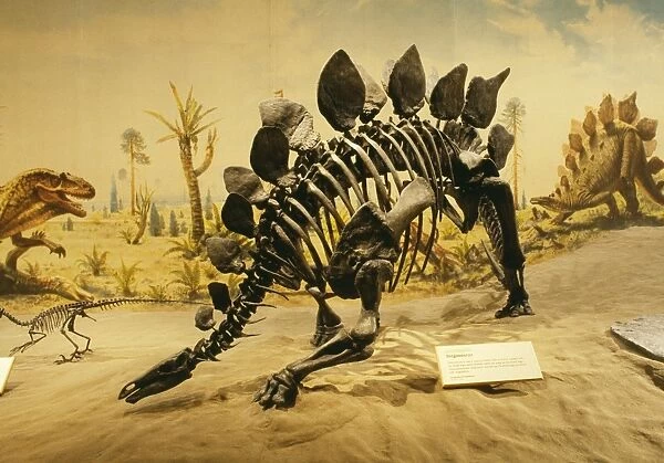 Stegosaurus Dinosaur - Display at Royal Tyrell Museum of Paleontology Alberta, Canada