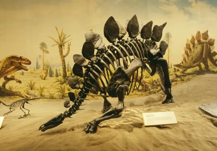 Framed Print : Stegosaurus Dinosaur - Display at Royal Tyrell Museum of Paleontology Alberta, Canada Framed Print : Stegosaurus Dinosaur - Display at Royal Tyrell Museum of Paleontology Alberta, Canada