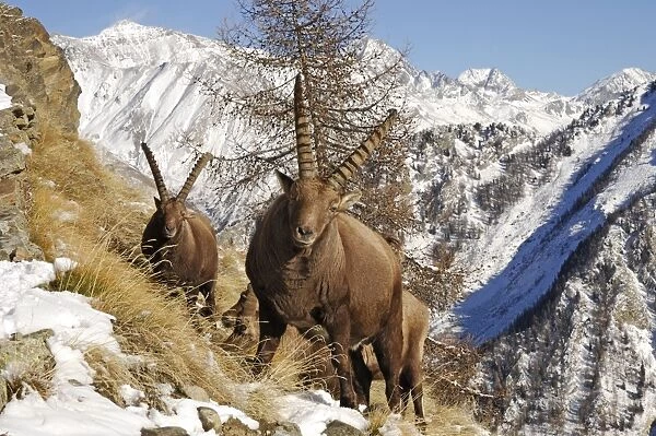 Steinbock. SM-1785. European Ibex - on mountainside in snow