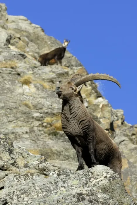 Framed Print : Steinbock. SM-1786. European Ibex - on mountainside Framed Print : Steinbock. SM-1786. European Ibex - on mountainside