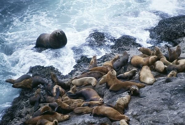 Stellar Sealion - bull coming ashore watching over his harem (females) from waters edge