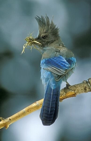 Stellar's Jay With nesting material