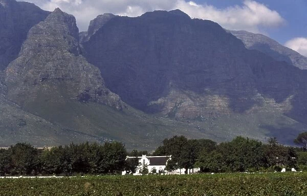 Stellenbosch Wine Estate CRH 954 Cape wine region, South Africa © Chris Harvey  /  ardea. com