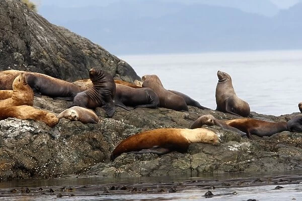 Steller  /  Northern sealion - group relaxing on rocks - Johnstone Strait - British Colombia - Canada