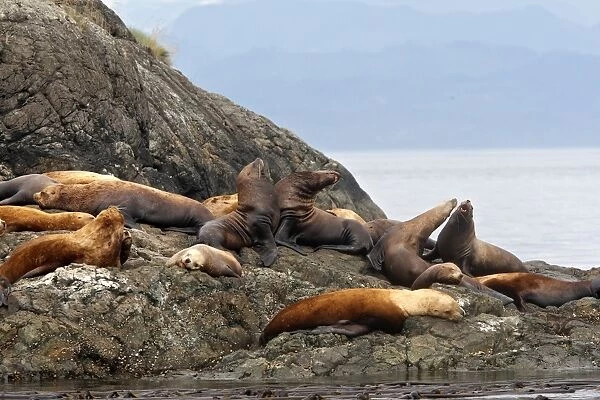 Steller  /  Northern sealion - group relaxing on rocks - Johnstone Strait - British Colombia - Canada
