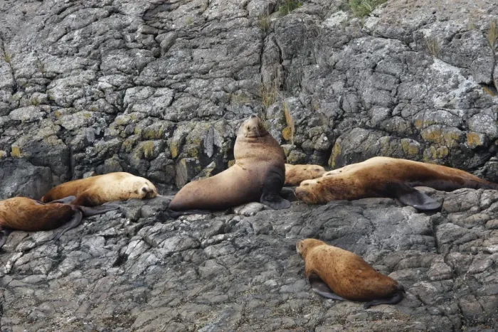 Framed Print : Steller  /  Northern sealion - group relaxing on rocks - Johnstone Strait - British Colombia - Canada