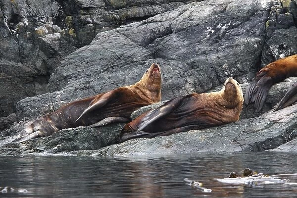 Steller  /  Northern sealion - two relaxing on rocks - Johnstone Strait - British Colombia - Canada