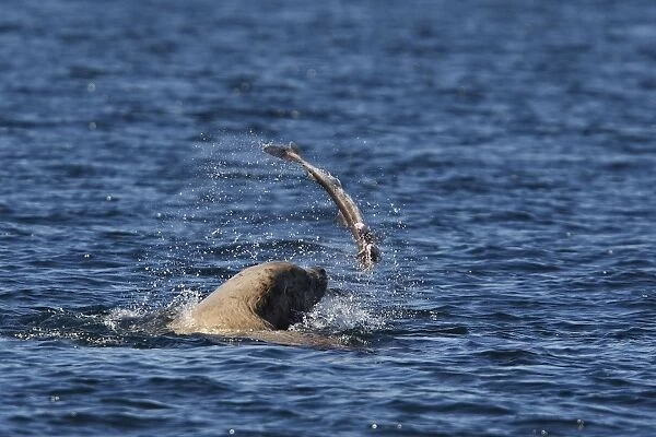 Steller  /  Northern sealion - in sea playing with fish - Johnstone Strait - British Colombia - Canada