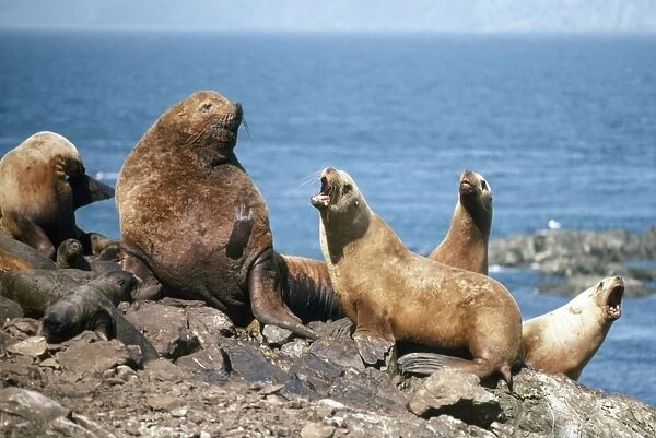 Steller Sea-Lion - male with females & young Gulf of Alaska