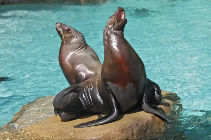 Framed Print : Steller Sealion - two on rock. Vancouver aquarium. Canada Framed Print : Steller Sealion - two on rock. Vancouver aquarium. Canada