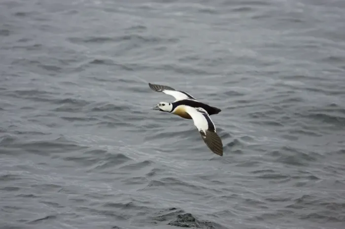 Framed Print : Steller's Eider - In flight Polysticta stelleri Varanger Fjord, Norway BI013880 Framed Print : Steller's Eider - In flight Polysticta stelleri Varanger Fjord, Norway BI013880