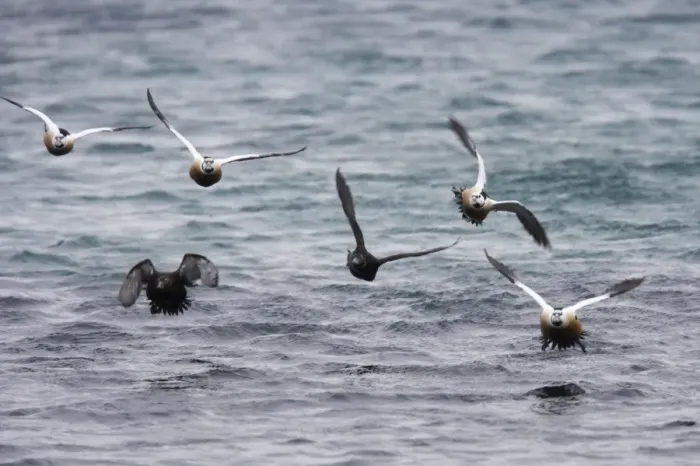 Framed Print : Steller's Eider - Flock coming in to land Polysticta stelleri Varanger Fjord, Norway BI013903 Framed Print : Steller's Eider - Flock coming in to land Polysticta stelleri Varanger Fjord, Norway BI013903
