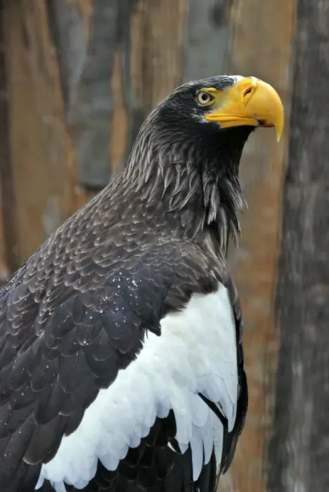 Framed Print : Steller's Sea Eagle Framed Print : Steller's Sea Eagle