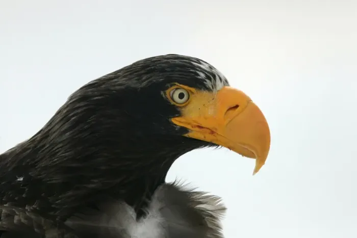 Framed Print : Steller's Sea Eagle - close-up of head. Hokkaido, Japan Framed Print : Steller's Sea Eagle - close-up of head. Hokkaido, Japan