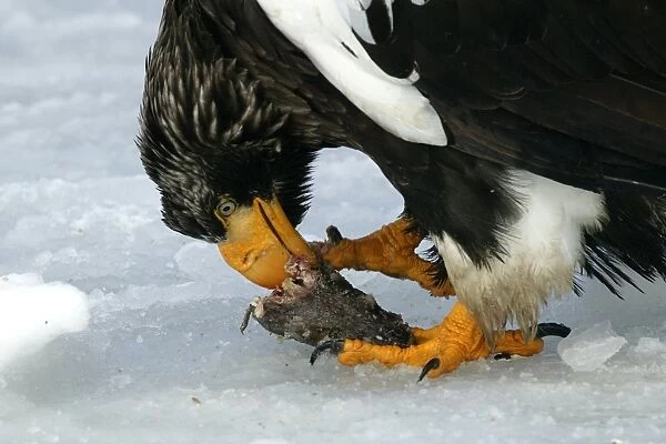 Steller's Sea Eagle - feeding. Hokkaido, Japan