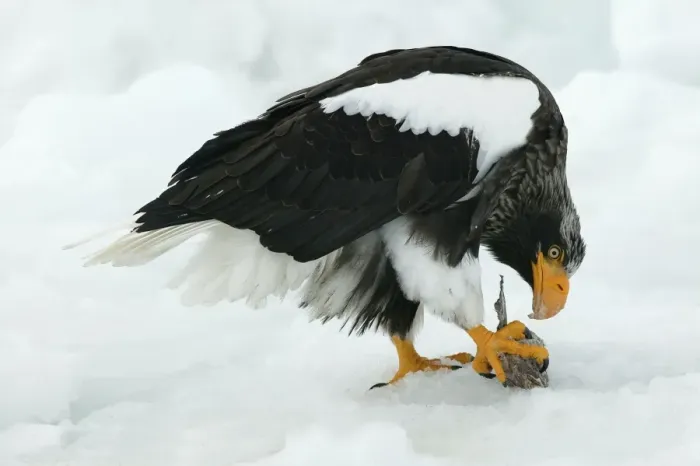 Framed Print : Steller's Sea Eagle - feeding. Hokkaido, Japan Framed Print : Steller's Sea Eagle - feeding. Hokkaido, Japan
