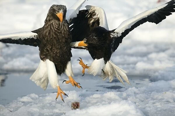 Steller's Sea Eagle - two fighting over food. Hokkaido, Japan