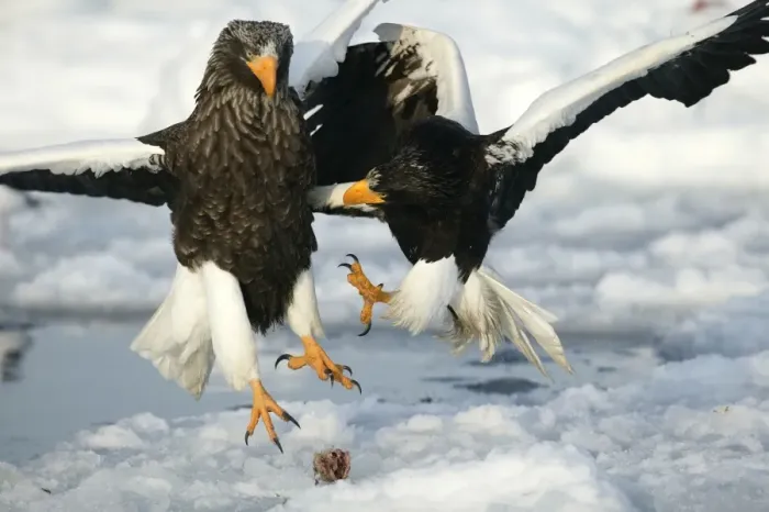 Framed Print : Steller's Sea Eagle - two fighting over food. Hokkaido, Japan Framed Print : Steller's Sea Eagle - two fighting over food. Hokkaido, Japan