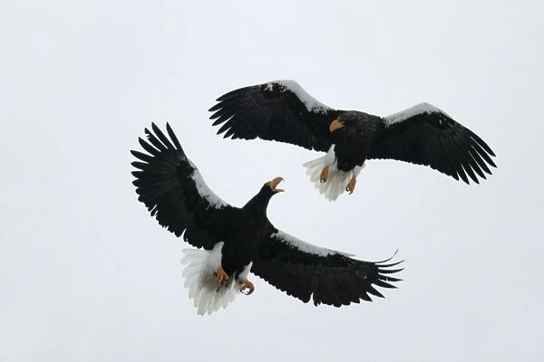 Steller's Sea Eagle - two fighting in mid-air. Hokkaido, Japan