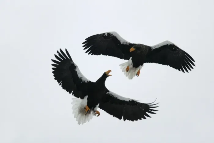 Framed Print : Steller's Sea Eagle - two fighting in mid-air. Hokkaido, Japan Framed Print : Steller's Sea Eagle - two fighting in mid-air. Hokkaido, Japan
