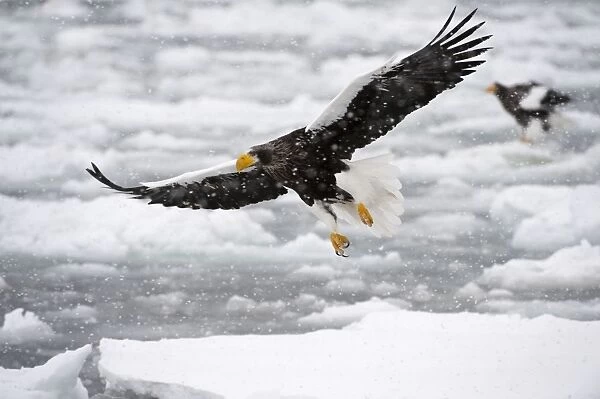 Steller's Sea Eagle - in flight over frozen sea - during snow storm - Hokkaido Island - Japan