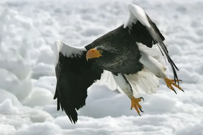 Framed Print : Steller's Sea Eagle - in flight. Hokkaido, Japan Framed Print : Steller's Sea Eagle - in flight. Hokkaido, Japan