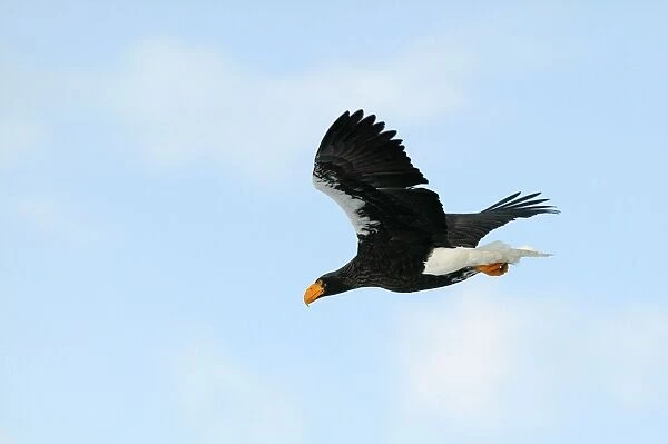 Steller's Sea Eagle - in flight - Hokkaido - Japan