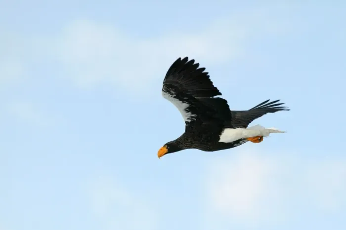 Framed Print : Steller's Sea Eagle - in flight - Hokkaido - Japan Framed Print : Steller's Sea Eagle - in flight - Hokkaido - Japan