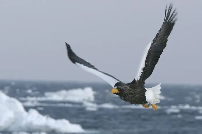 Framed Print : Steller's Sea Eagle - in flight. Hokkaido, Japan Framed Print : Steller's Sea Eagle - in flight. Hokkaido, Japan