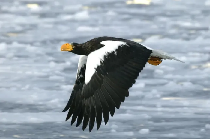 Framed Print : Steller's Sea Eagle - in flight. Hokkaido, Japan Framed Print : Steller's Sea Eagle - in flight. Hokkaido, Japan