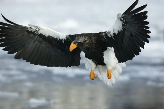 Framed Print : Steller's Sea Eagle - in flight. Hokkaido, Japan Framed Print : Steller's Sea Eagle - in flight. Hokkaido, Japan