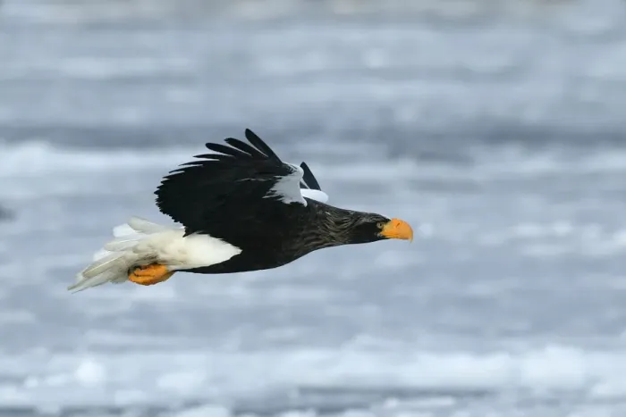 Framed Print : Steller's Sea Eagle - in flight. Hokkaido, Japan Framed Print : Steller's Sea Eagle - in flight. Hokkaido, Japan