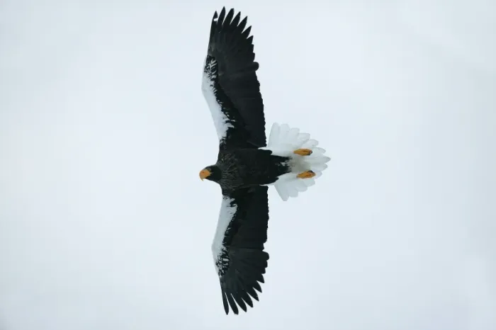 Framed Print : Steller's Sea Eagle - in flight. Hokkaido, Japan Framed Print : Steller's Sea Eagle - in flight. Hokkaido, Japan