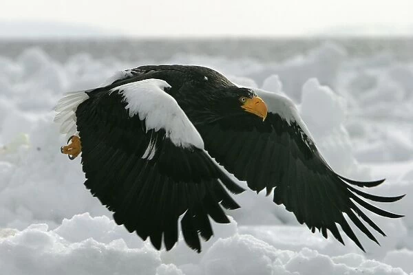 Steller's Sea Eagle - in flight. Hokkaido, Japan