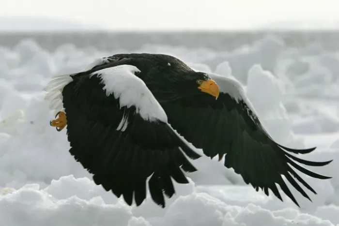 Framed Print : Steller's Sea Eagle - in flight. Hokkaido, Japan Framed Print : Steller's Sea Eagle - in flight. Hokkaido, Japan