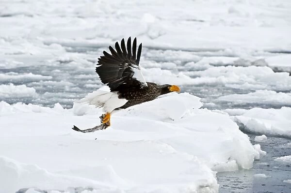 Steller's Sea Eagle - in flight over sea ice with fish held in talons - Hokkaido Island - Japan
