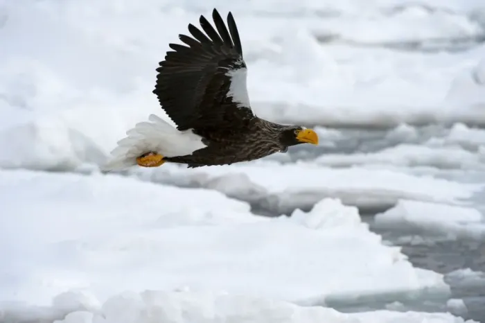 Framed Print : Steller's Sea Eagle - in flight over sea ice - Hokkaido Island - Japan Framed Print : Steller's Sea Eagle - in flight over sea ice - Hokkaido Island - Japan