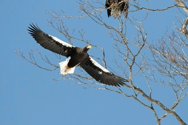Steller's Sea Eagle - flying into tree roost - Hokkaido Island - Japan