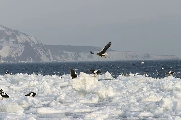 Steller's Sea Eagle - group on ice. Hokkaido, Japan