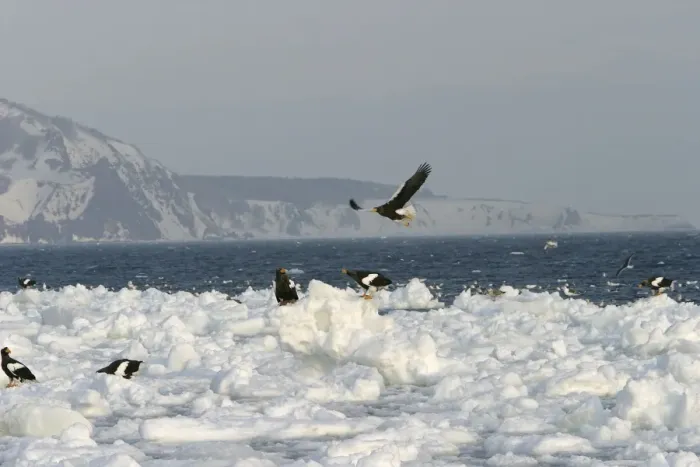 Framed Print : Steller's Sea Eagle - group on ice. Hokkaido, Japan Framed Print : Steller's Sea Eagle - group on ice. Hokkaido, Japan