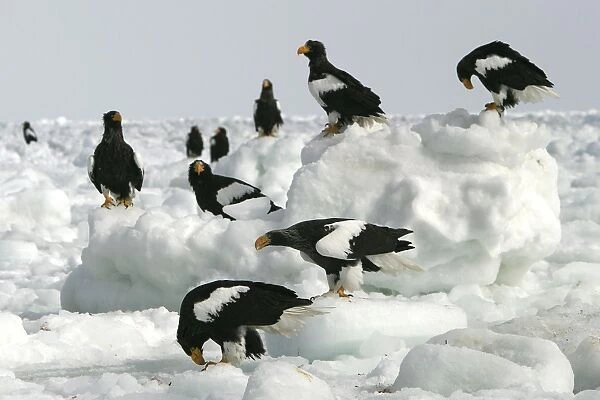 Steller's Sea Eagle - group on ice. Hokkaido, Japan