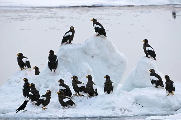 Steller's Sea Eagle - group of sixteen - on ice floe - Hokkaido Island - Japan