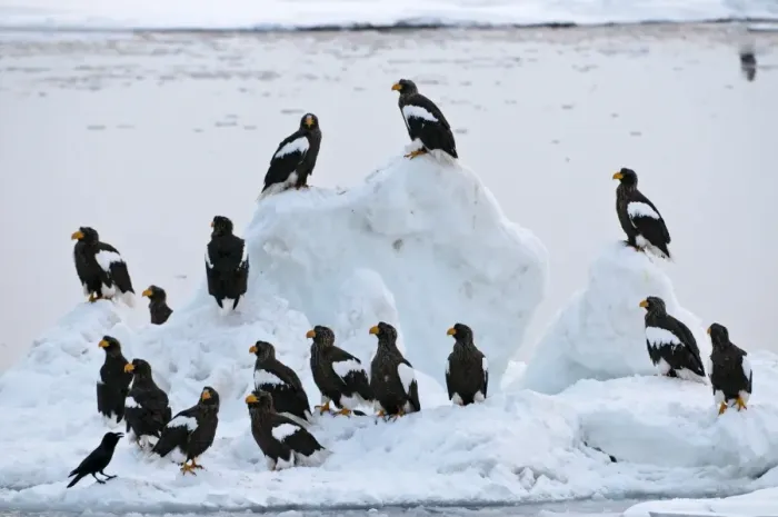 Framed Print : Steller's Sea Eagle - group of sixteen - on ice floe - Hokkaido Island - Japan Framed Print : Steller's Sea Eagle - group of sixteen - on ice floe - Hokkaido Island - Japan