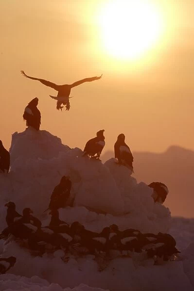 Steller's Sea Eagle - group, with sunset behind. Hokkaido, Japan