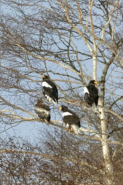 Steller's Sea Eagle - group in tree. Hokkaido, Japan
