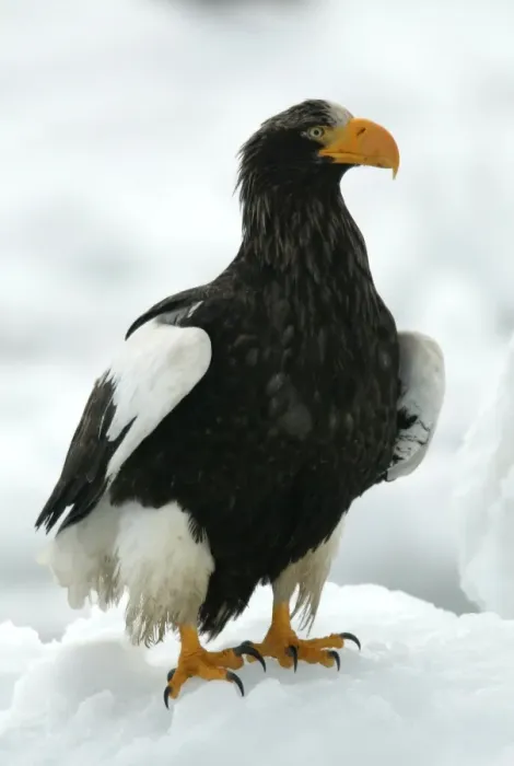 Framed Print : Steller's Sea Eagle. Hokkaido, Japan Framed Print : Steller's Sea Eagle. Hokkaido, Japan